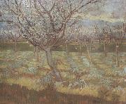 Vincent Van Gogh Apricot Trees in Blossom (nn04) china oil painting artist